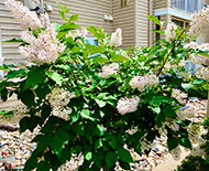 Front Lilac bushes in full bloom