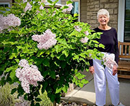 Front Lilac bushes in full bloom