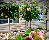 Front Lilac bushes in full bloom