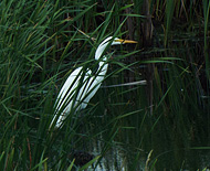 Egrets